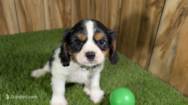 Missy Boy 4 – Cavalier King Charles Spaniel puppy for sale in Halfway, MO