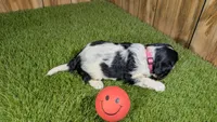 Hannah Girl 2, a female Cavalier King Charles Spaniel for sale in Halfway, MO – 4 of 6