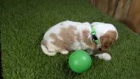 Beth Boy 2, a male Cavalier King Charles Spaniel for sale in Halfway, MO – 3 of 4