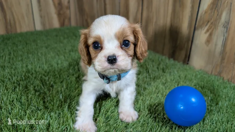 Beth Boy 1 – Cavalier King Charles Spaniel puppy for sale in Halfway, MO