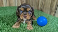 Hannah Boy 1, a male Cavalier King Charles Spaniel for sale in Halfway, MO – 1 of 5