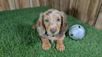 Sweetie's Boy 1 AKC, a male Miniature Dachshund for sale in Halfway, MO – 2 of 6
