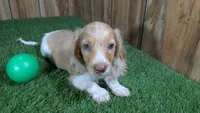 Sweetie Boy 5 AKC, a male Miniature Dachshund for sale in Halfway, MO – 3 of 5