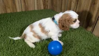 Carmella Boy 1, a male Cavalier King Charles Spaniel for sale in Halfway, MO – 4 of 5