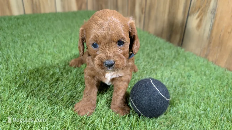 Sadie Boy 1 – Cavapoo puppy for sale in Halfway, MO