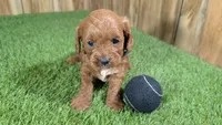 Sadie Boy 1, a male Cavapoo for sale in Halfway, MO – 1 of 4