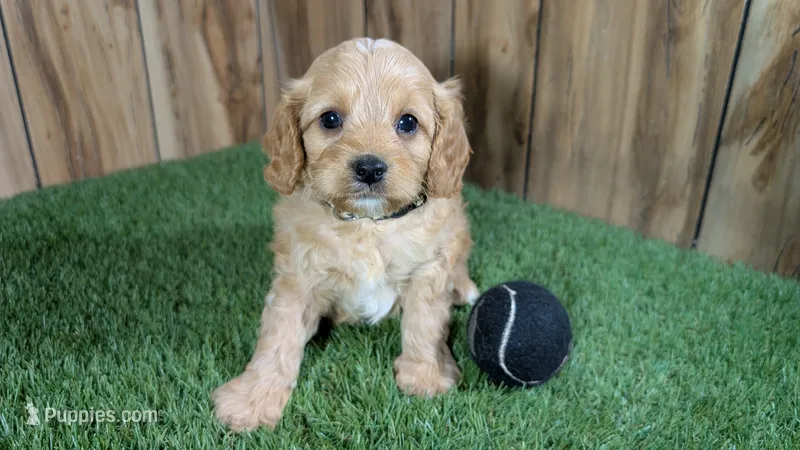 Kellee Boy 2 – Cavapoo puppy for sale in Halfway, MO