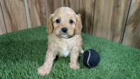 Kellee Boy 2, a male Cavapoo for sale in Halfway, MO – 1 of 4