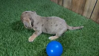 Raleigh Boy 1, a male Miniature Dachshund for sale in Halfway, MO – 4 of 4