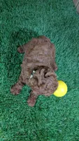 Little Honey Girl 1, a female Poodle - Miniature  for sale in Halfway, MO – 2 of 5