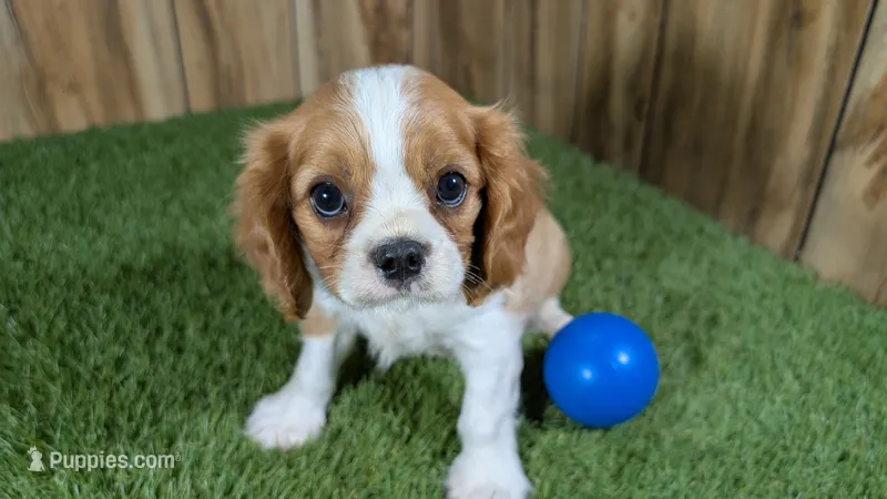 Missy Boy 2 – Cavalier King Charles Spaniel puppy for sale in Halfway, MO