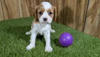 Paris Girl 2, a female Cavalier King Charles Spaniel for sale in Halfway, MO – Photo 2 of 5