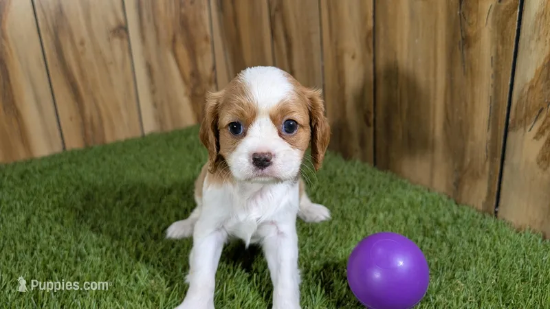 Paris Girl 2 – Cavalier King Charles Spaniel puppy for sale in Halfway, MO