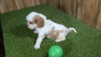 Beth Boy 2, a male Cavalier King Charles Spaniel for sale in Halfway, MO – 4 of 4