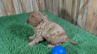 LaRae Boy 1, a male Cavapoo for sale in Halfway, MO – 4 of 4