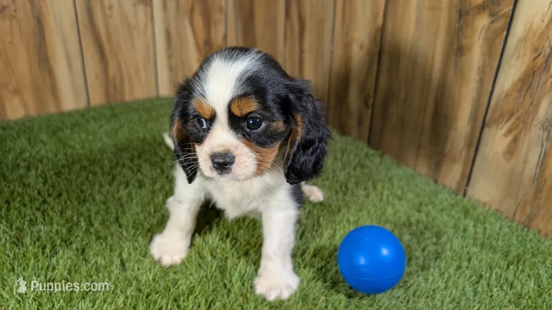 Hannah Boy 3 – Cavalier King Charles Spaniel puppy for sale in Halfway, MO