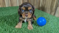 Hannah Boy 1, a male Cavalier King Charles Spaniel for sale in Halfway, MO – 2 of 5