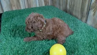 Little Honey Girl 1, a female Poodle - Miniature  for sale in Halfway, MO – 5 of 5
