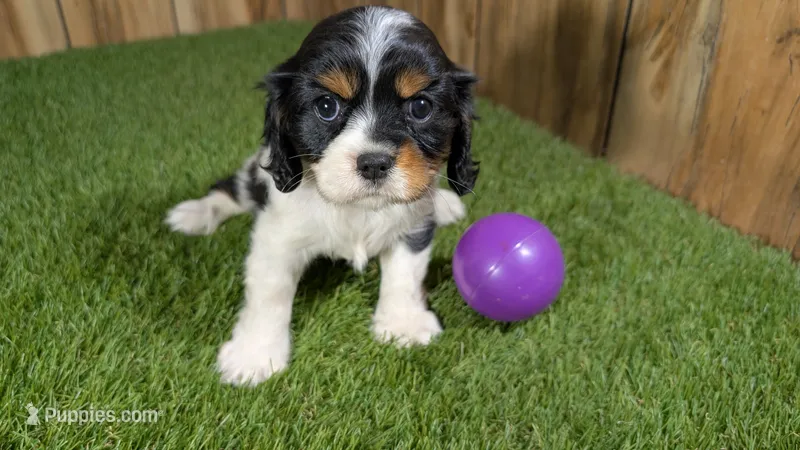 Gracie Girl 1 – Cavalier King Charles Spaniel puppy for sale in Halfway, MO
