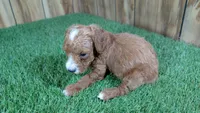 Honeycomb Boy 5, a male Poodle - Miniature  for sale in Halfway, MO – 4 of 4