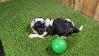 Beth boy 3, a male Cavalier King Charles Spaniel for sale in Halfway, MO – 4 of 5