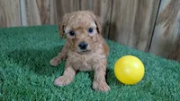 Honeycomb Boy 1, a male Poodle - Miniature  for sale in Halfway, MO – 2 of 4