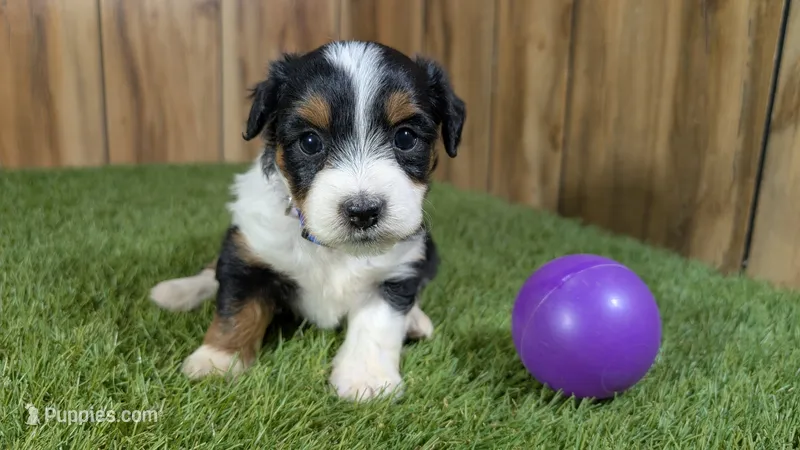 Sunset Girl 4 – Miniature Aussiedoodle puppy for sale in Halfway, MO