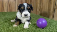 Sunset Girl 4, a female Miniature Aussiedoodle for sale in Halfway, MO – 1 of 5