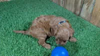 Sadie Boy 3, a male Cavapoo for sale in Halfway, MO – 3 of 4