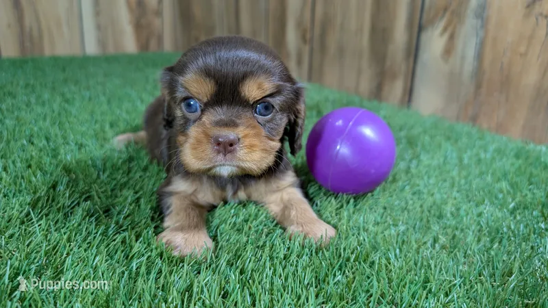 Boots Girl 3 – Cavalier King Charles Spaniel puppy for sale in Halfway, MO