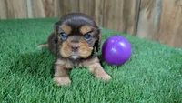 Boots Girl 3, a female Cavalier King Charles Spaniel for sale in Halfway, MO – 1 of 6