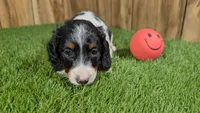 Pansy Girl 1, a female Miniature Dachshund for sale in Halfway, MO – 1 of 4