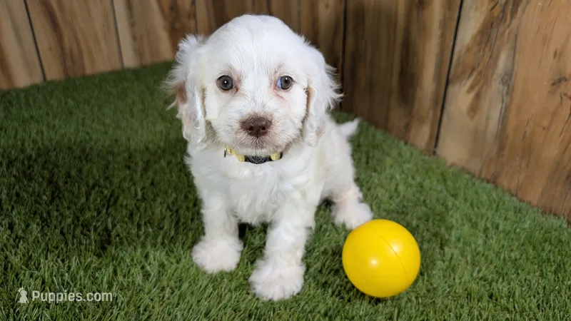 Lyla Girl 1 – Cavapoo puppy for sale in Halfway, MO