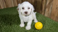 Lyla Girl 1, a female Cavapoo for sale in Halfway, MO – 1 of 4
