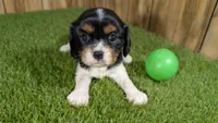 Bessie Boy 2, a male Cavalier King Charles Spaniel for sale in Halfway, MO – 2 of 4
