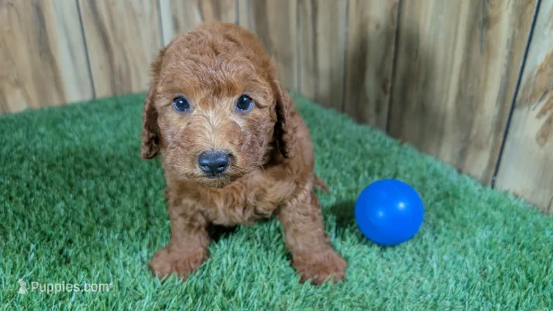 Honeycomb Boy 4 – Poodle - Miniature  puppy for sale in Halfway, MO