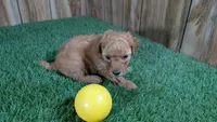 Honeycomb Boy 1, a male Poodle - Miniature  for sale in Halfway, MO – 3 of 4