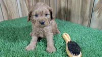 Katie Boy 2, a male Cavapoo for sale in Halfway, MO – Photo 2 of 4