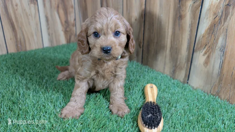 Katie Boy 2 – Cavapoo puppy for sale in Halfway, MO