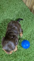 Hannah Boy 1, a male Cavalier King Charles Spaniel for sale in Halfway, MO – 3 of 5