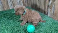 Sky Boy 3, a male Cavapoo for sale in Halfway, MO – 4 of 4