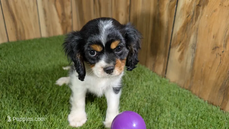 Gracie Girl 1 – Cavalier King Charles Spaniel puppy for sale in Halfway, MO