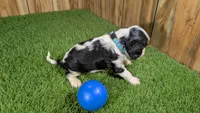Beth boy 4, a male Cavalier King Charles Spaniel for sale in Halfway, MO – 4 of 5