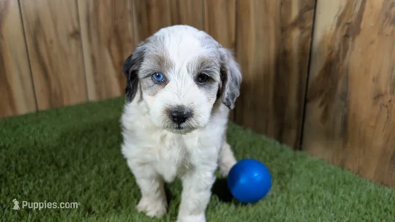 Sunset Boy 1 – Miniature Aussiedoodle puppy for sale in Halfway, MO
