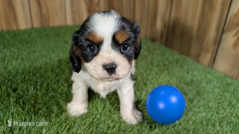 Hannah Boy 3 – Cavalier King Charles Spaniel puppy for sale in Halfway, MO