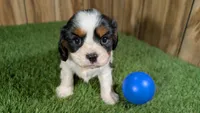 Hannah Boy 3, a male Cavalier King Charles Spaniel for sale in Halfway, MO – 1 of 4