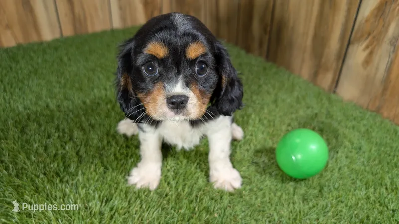 Bessie Boy 2 – Cavalier King Charles Spaniel puppy for sale in Halfway, MO