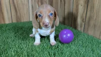 Cutie girl 2, a female Miniature Dachshund for sale in Halfway, MO – 2 of 5