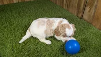 Lizzy Boy 1, a male Cavapoo for sale in Halfway, MO – 4 of 5