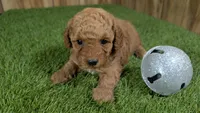 Baby Lisa Girl 2, a female Poodle - Miniature  for sale in Halfway, MO – 2 of 5